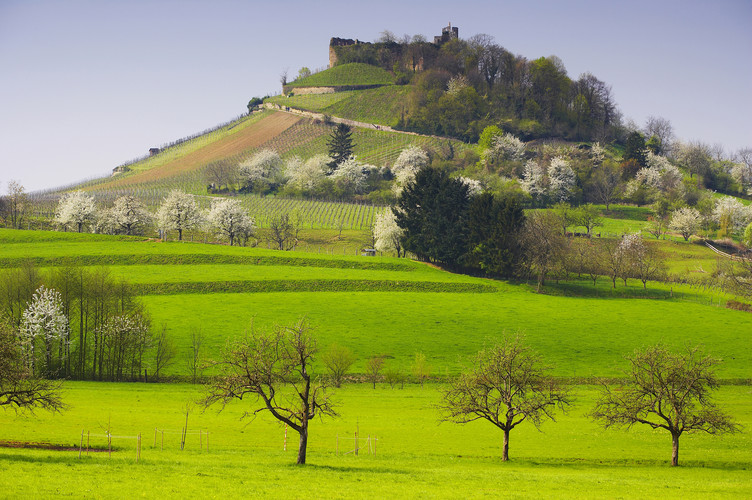 Zwischen Rhein und Schwarzwaldbergen liegt das Markgräflerland. Es beginnt im Süden bei Freiburg und reicht bis Weil am Rhein. Weinberge, Ackerfelder, Obstbaumwiesen, dazwischen heimelige Winzerstädtchen. Das Bild zeigt die Burgruine von Staufen. "Foto frei zur Veröffentlichung nur in Verbindung mit einer redaktionellen Berichterstattung über die Ferienregion Schwarzwald".
