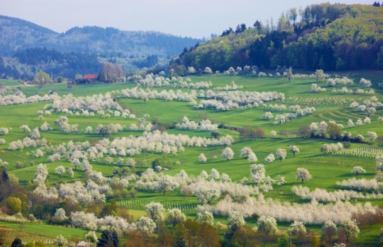 Markgräflerland Schwarzwald Kirschblüte Feldberg Niedereggenen 